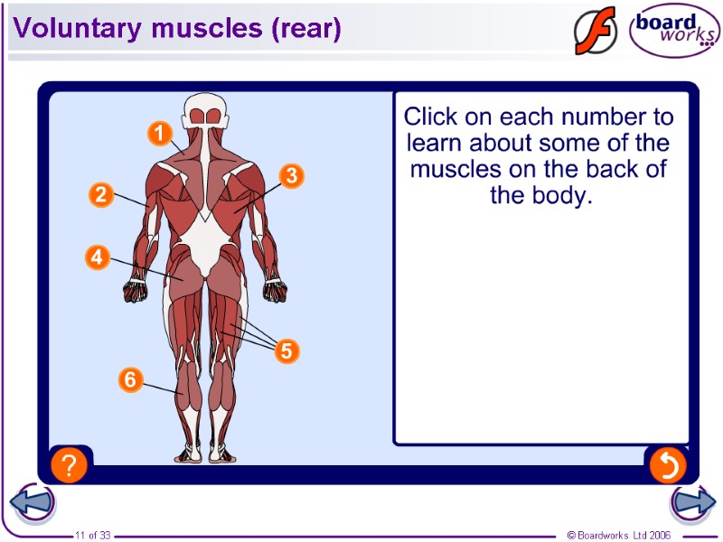 Voluntary muscles (rear)